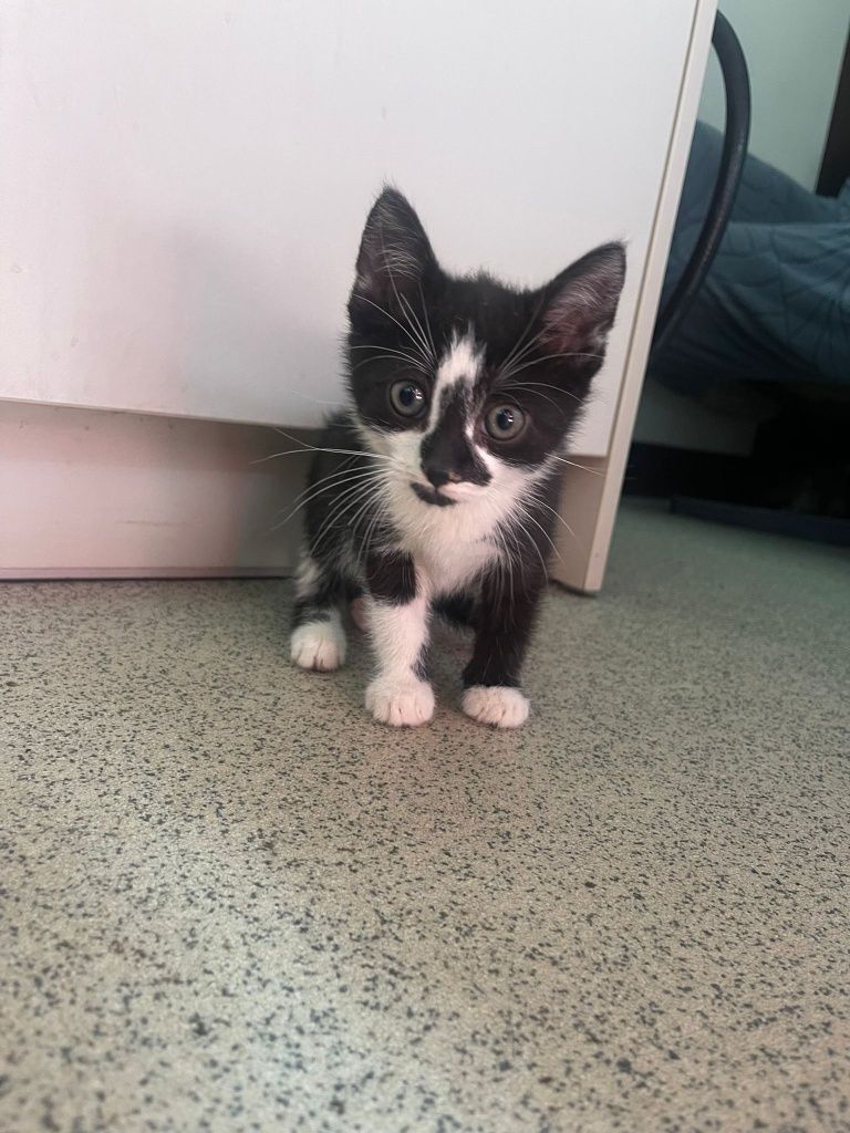 Dwu miesięczny kocurek do adopcji!