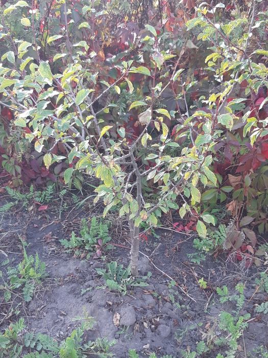 Продам саженцы сливы угорки 3-хлетки