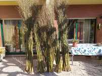 Molhos de troncos de árvore salix