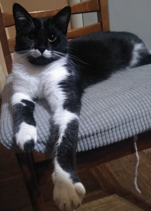 Чудова кішечка, киця, кошеня, чорно-біла красуня