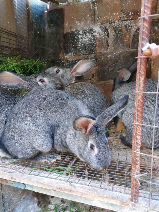 Кролики мясной породы,несколько породы