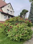 Продаж будинку 430 м2 з критим басейном Крюківщина , Київська обл