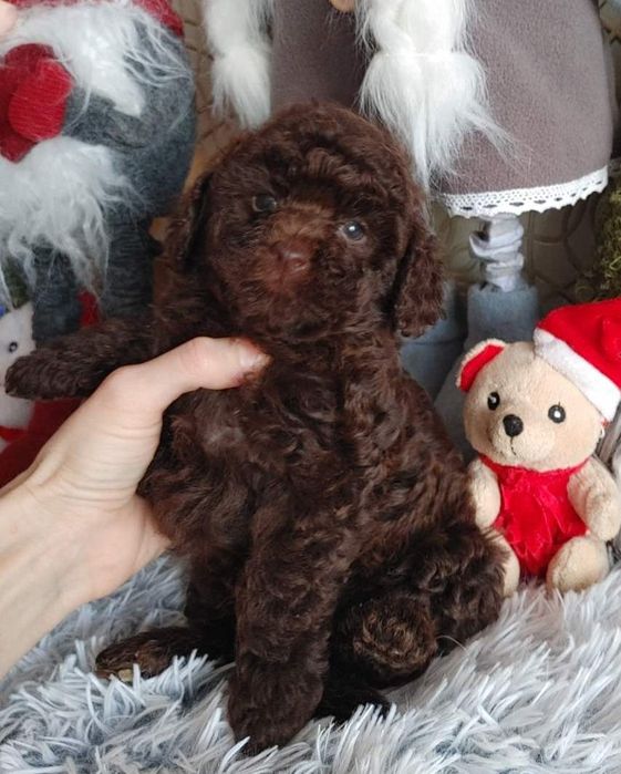 Хлопчик коричневого той пуделя