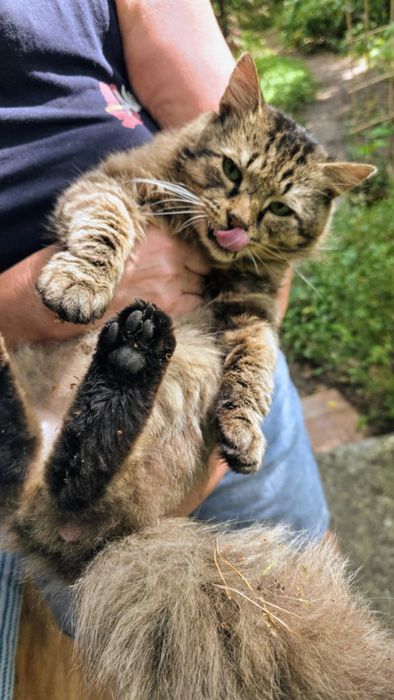 Poszukiwany dom tymczasowy dla kota