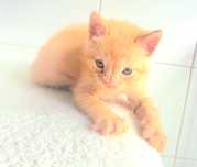 Gatinho amarelo para adoção responsável