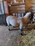 Malato com 75% suffolk e 25% ile de france.