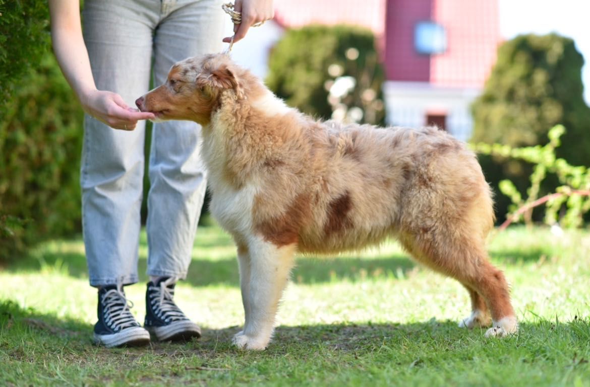 Owczarek Australijski Szczenie