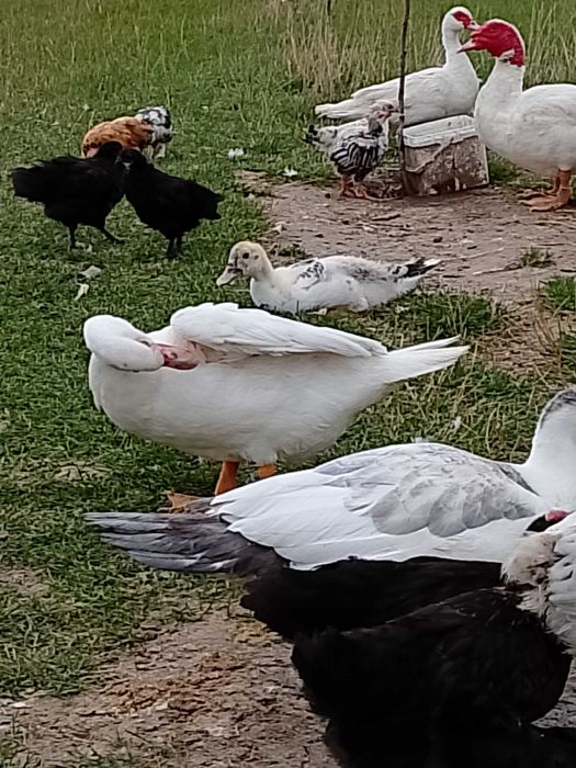 Kaczki, kaczory piżmowe