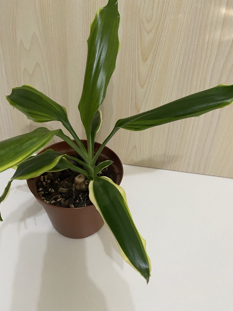 Planta Pau d’Água | Dracaena fragrans