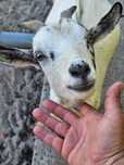 Cabras anãs para trocar de pastagem