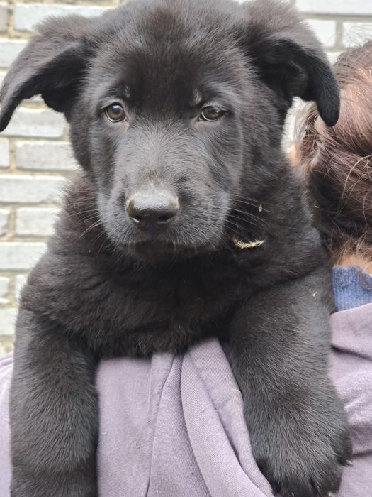 Цуценята німецької вівчарки