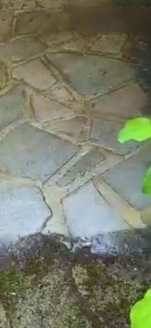 Servico de jardinagem e limpezas