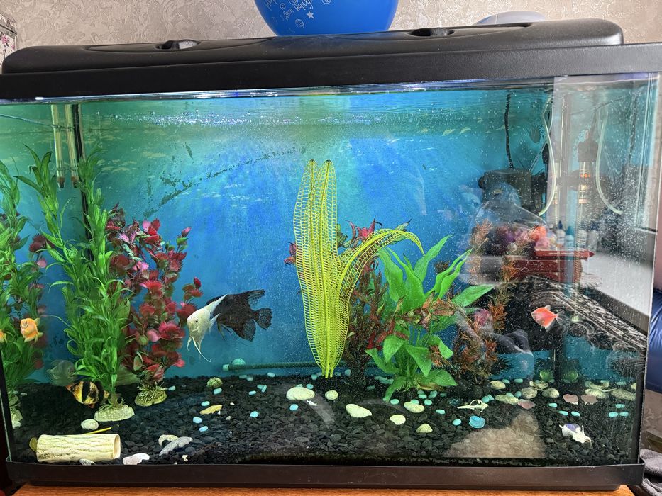 Акваріум з рибками