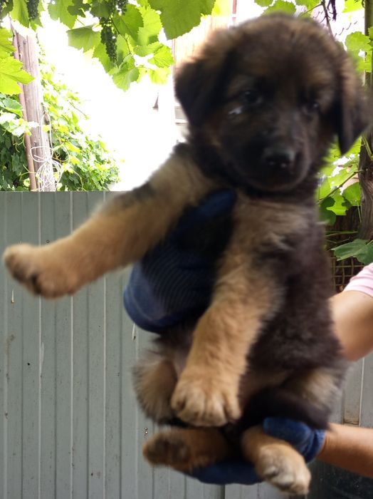 Щенки немецкой овчарки