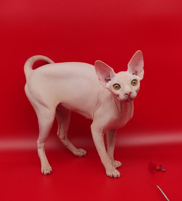 Біленька ніжна дівчинка