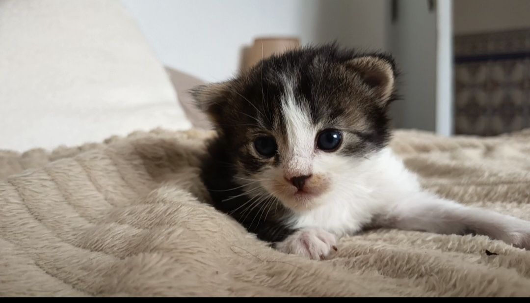3 gatinhos para doação responsável