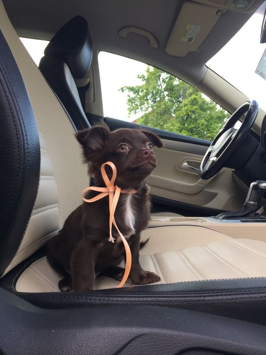 Чіхуа гарнесенький