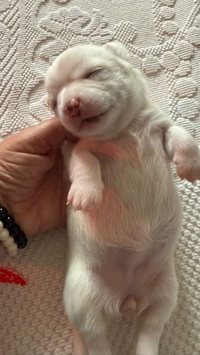 Chihuahua linda fêmea c/Lop