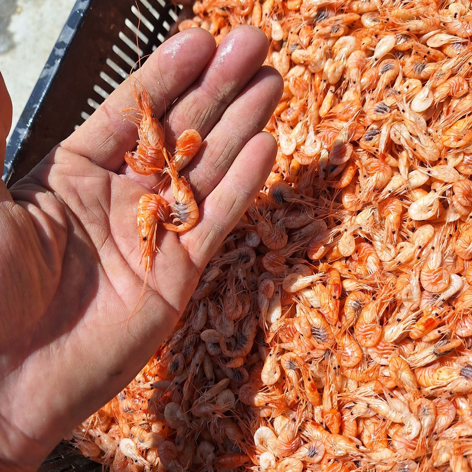 Продам рачки креветки