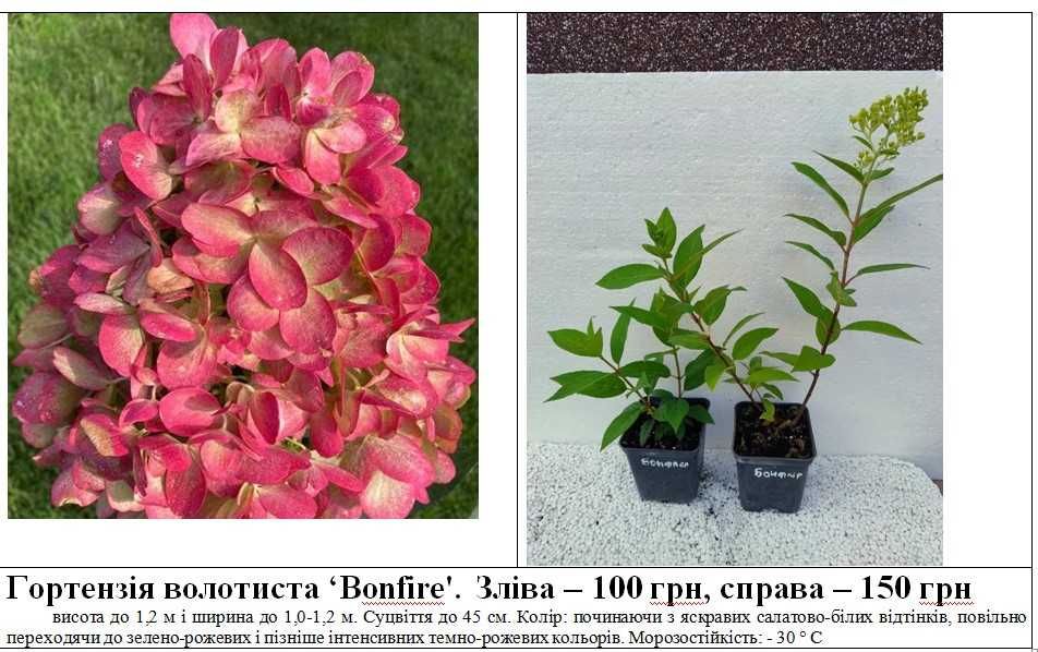 Гортензія,ялівець, туя, барбарис, ялина