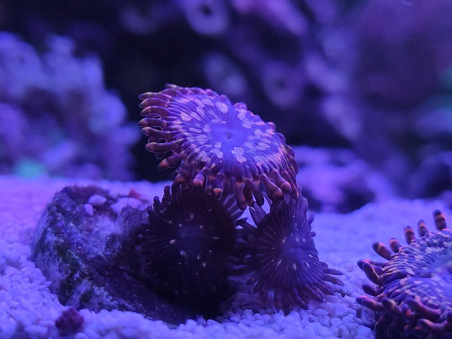 Uttrer chaos, zoa, koral, akwarium morskie