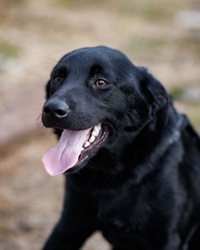 Szczeniak do adopcji za darmo
