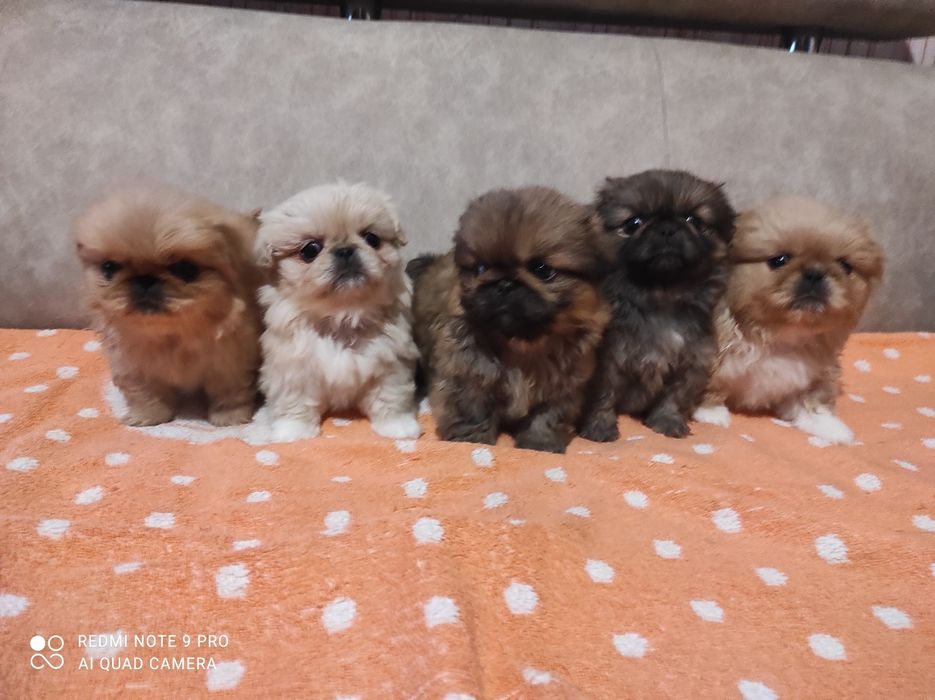 Продам маленьких пекінесиків чистокровні