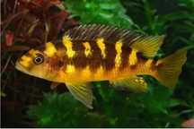Pseudotropheus Crabro, pyszczaki, Malawi, wysyłka