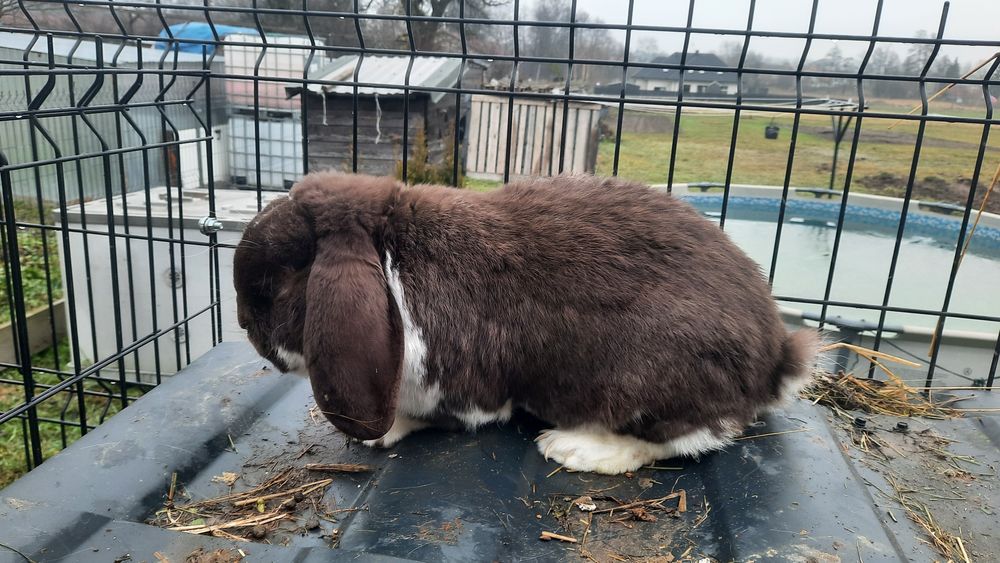 Samiec bfr hawana srokaty