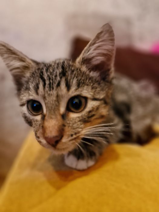 Luna i Perse do adopcji