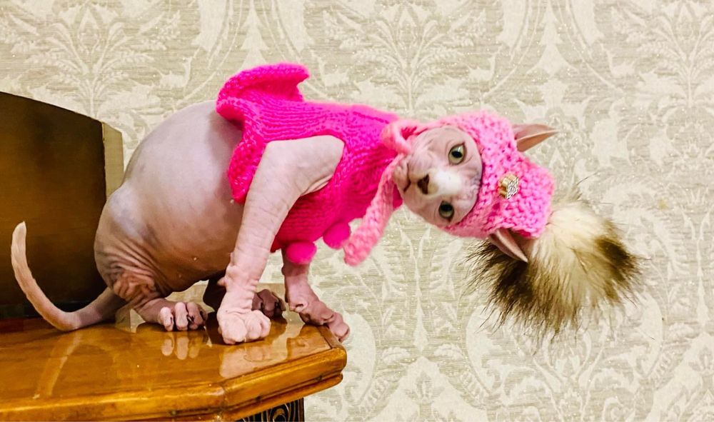 Котята сфинксята Киев