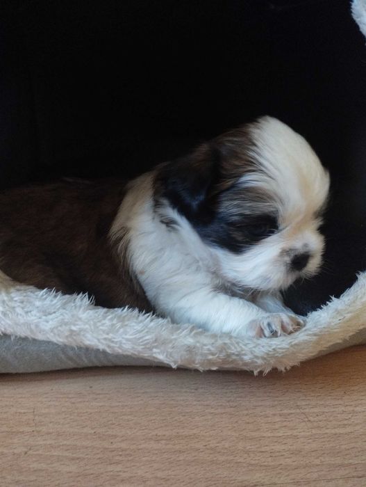 Shih Tzu uroczy piesek tricolor z trzypokoleniowym rodowodem