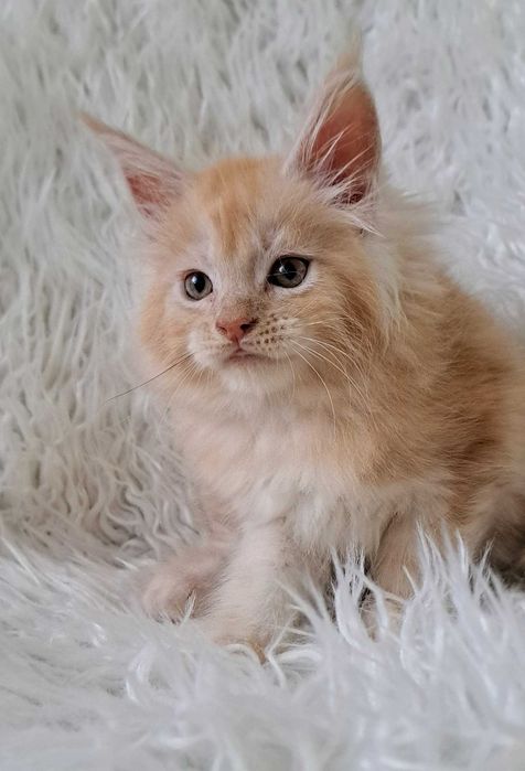 Puchaty pieszczoch Maine Coon