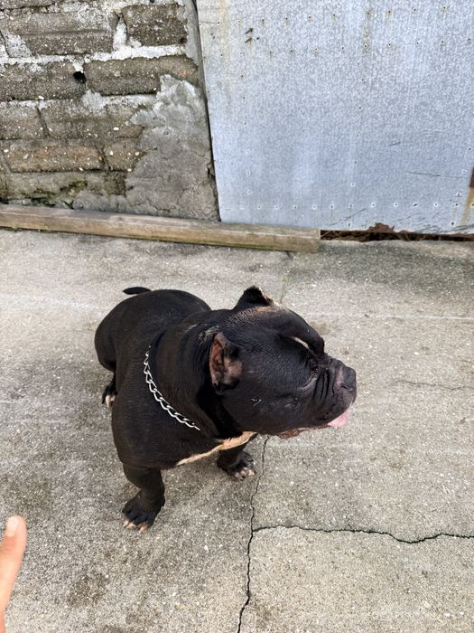 American Bully Top Qualidade