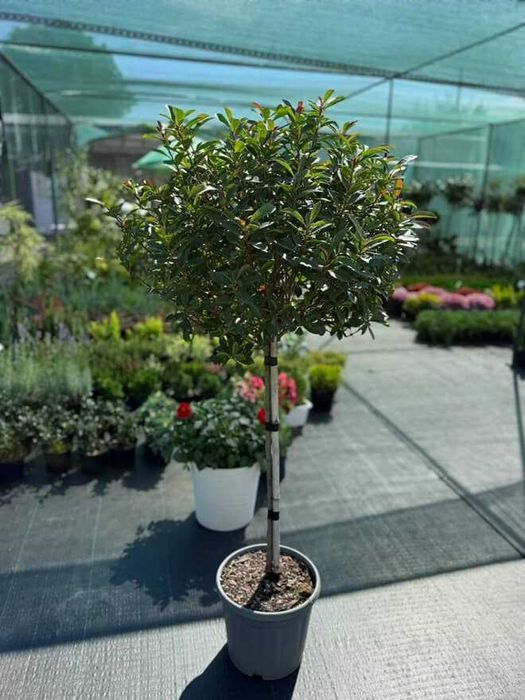 Рослини для ландшавного дизайну. Грунти, кора соснова. Добрива, ЗЗР.