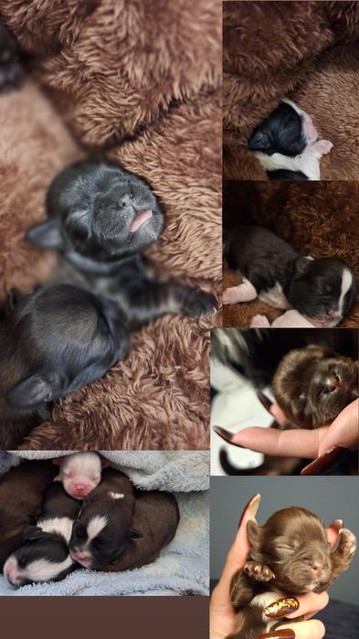 Shihtzu do rezerwacji