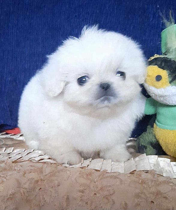 Гарненьки хлопчики.бiленькi.королiвськi