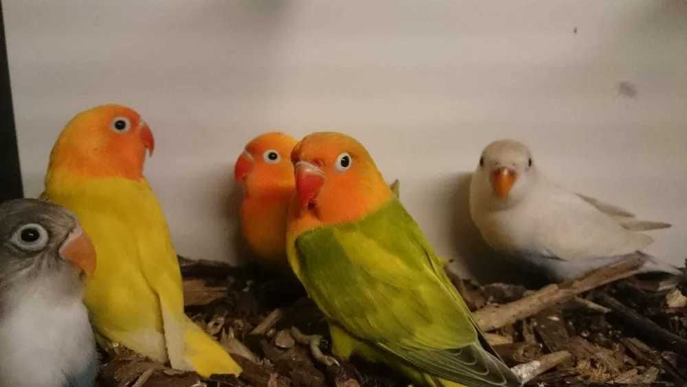 Красивые попугайчики неразлучники молоденькие ручные