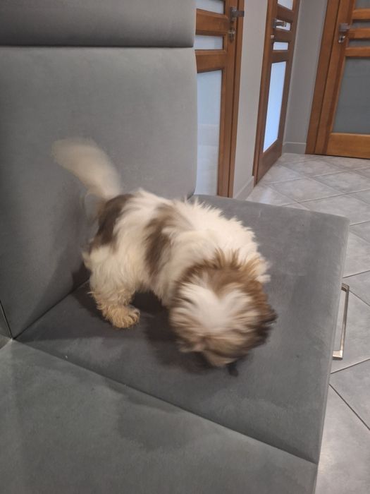 Chcesz piekniaka mini zadzwoń