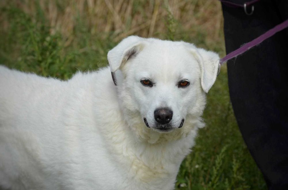 Piękna biała Lisa w typie goldena szuka domu