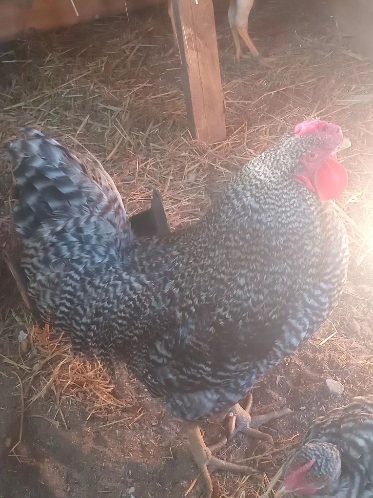 Galo do campo 3kg