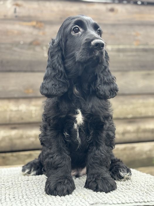 Англійський Кокер Спаніель(ДОСТАВКА)