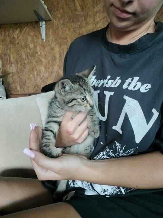 Filek kot koty do adopcji