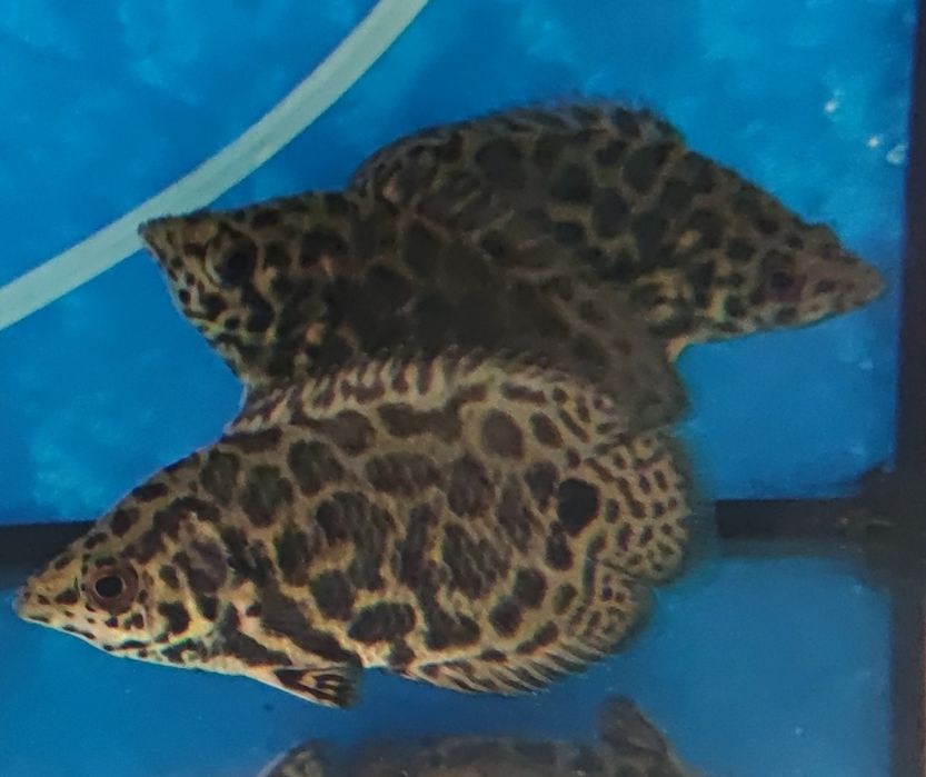 Buszowiec ostropyski Aquafizz Creative