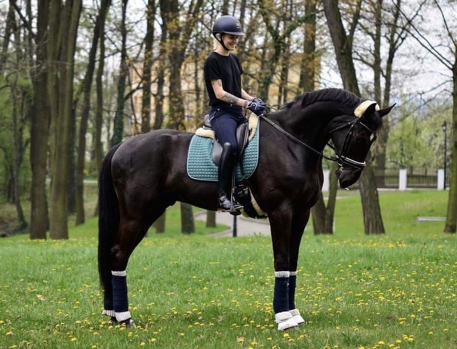 Koń wałach klasa N - piękny