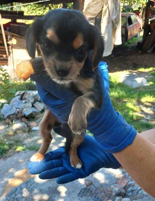 Цуценята від самки кокерспаніель