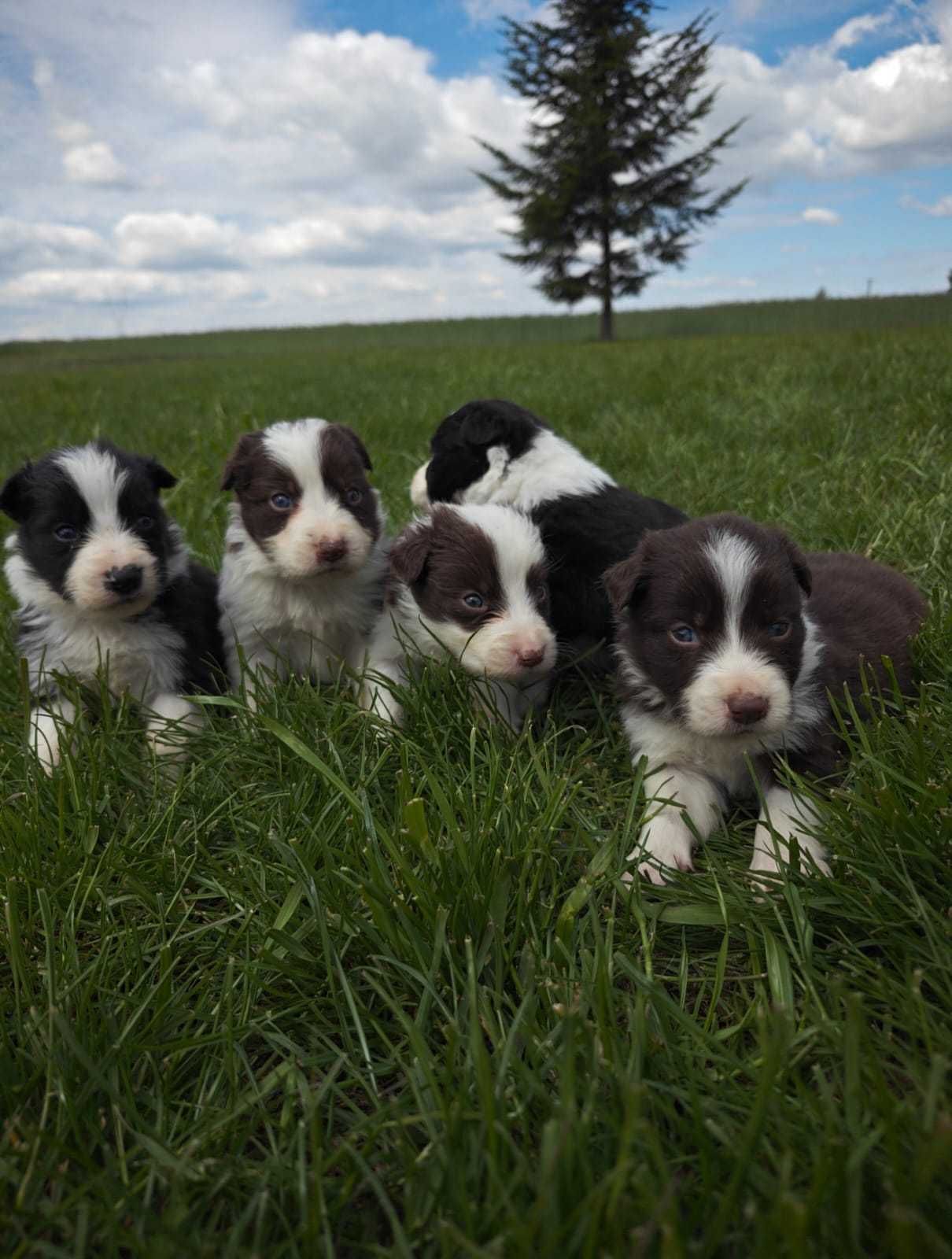 BORDER COLLIE śliczna suczka