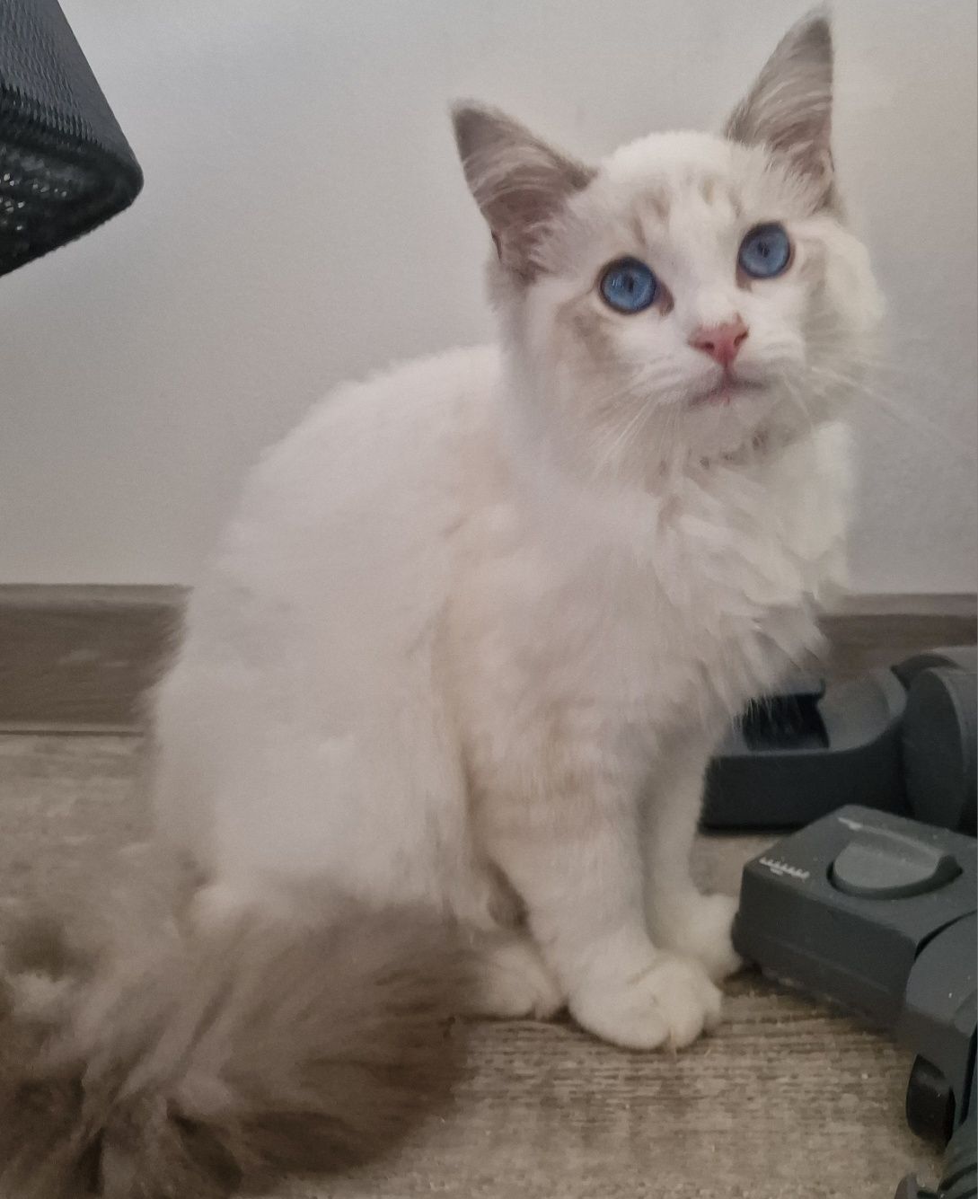 Kocurek Ragdoll blue bicolor lynx