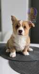 Welsh Corgi Cardigan **Sunia**Do Rezerwacji