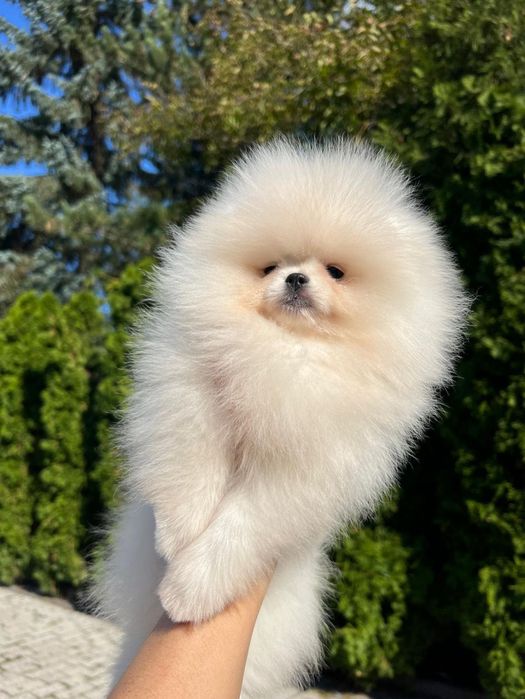 Szpic miniaturowy Pomeranian FCI zkwp suczka